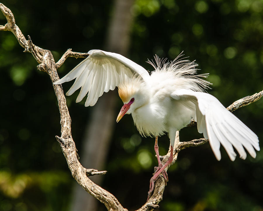 Flight of the Egret 2 by Daniel Marcion Flight of the Egret 2 by Daniel Marcion