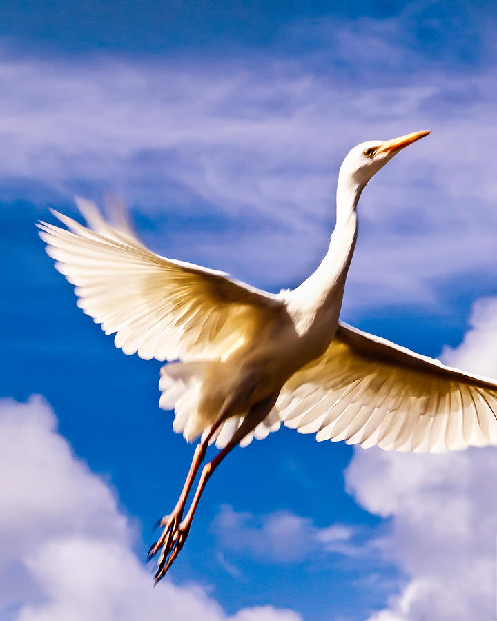 Flight of the Egret by Daniel Marcion Flight of the Egret by Daniel Marcion