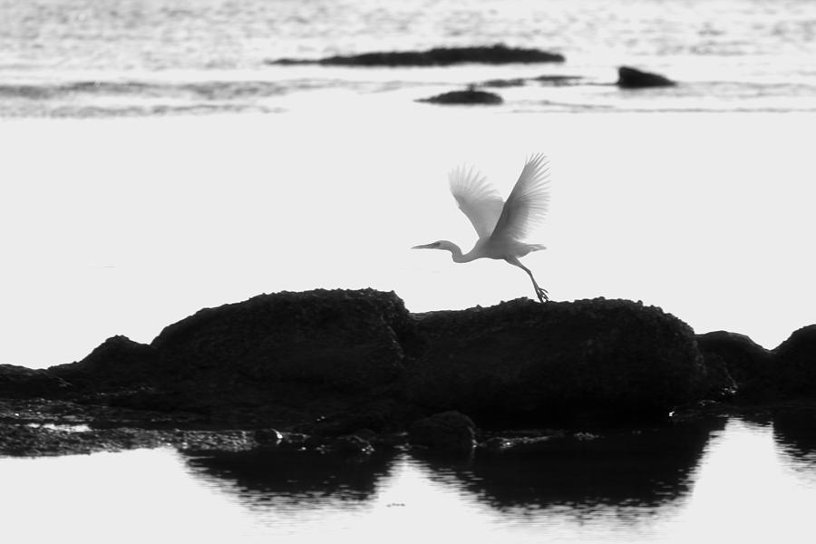 Egret Photograph - Flight of the Egret by Douglas Barnard