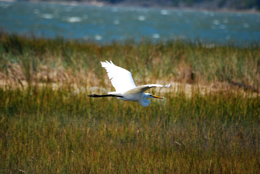 Flight of the Egret Photograph by Lori Tambakis