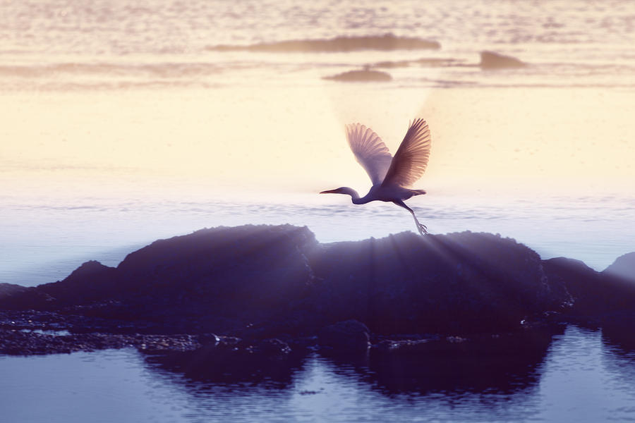 Flight of the Egret V1 Photograph by Douglas Barnard
