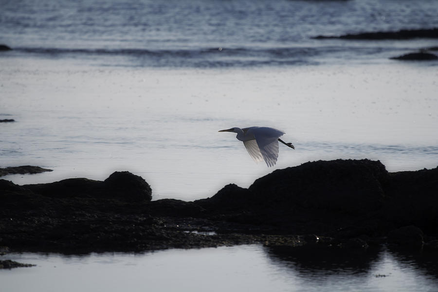 Flight of the Egret V2 Photograph by Douglas Barnard