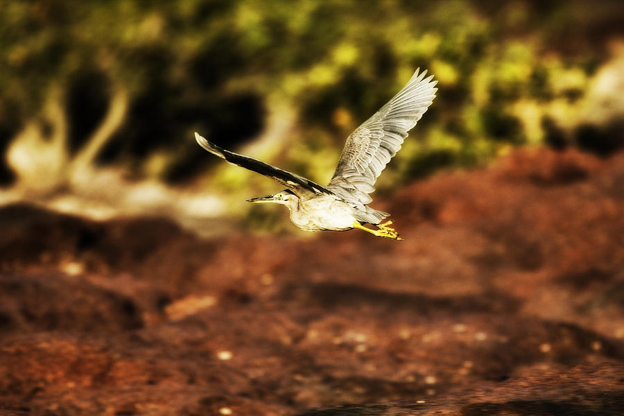 Flight of the Heron  Photograph by Douglas Barnard