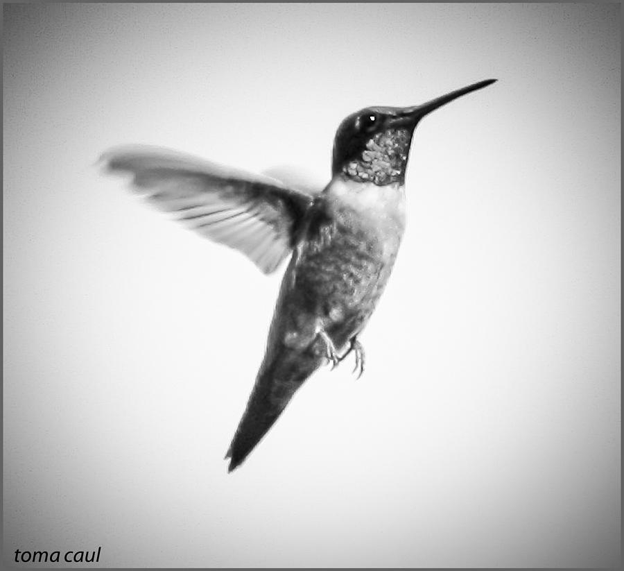 Flight of the Hummingbird Photograph by Toma Caul