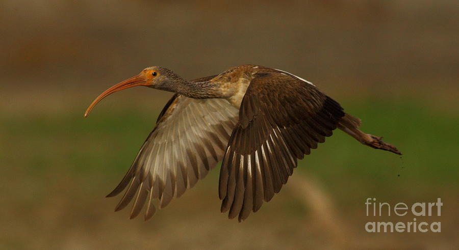 Flight Of The Immature Ibis Photograph by Robert Frederick
