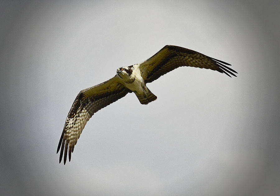 Flight of the Osprey Photograph by Saija Lehtonen