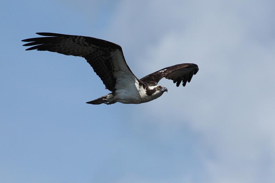 osprey flight