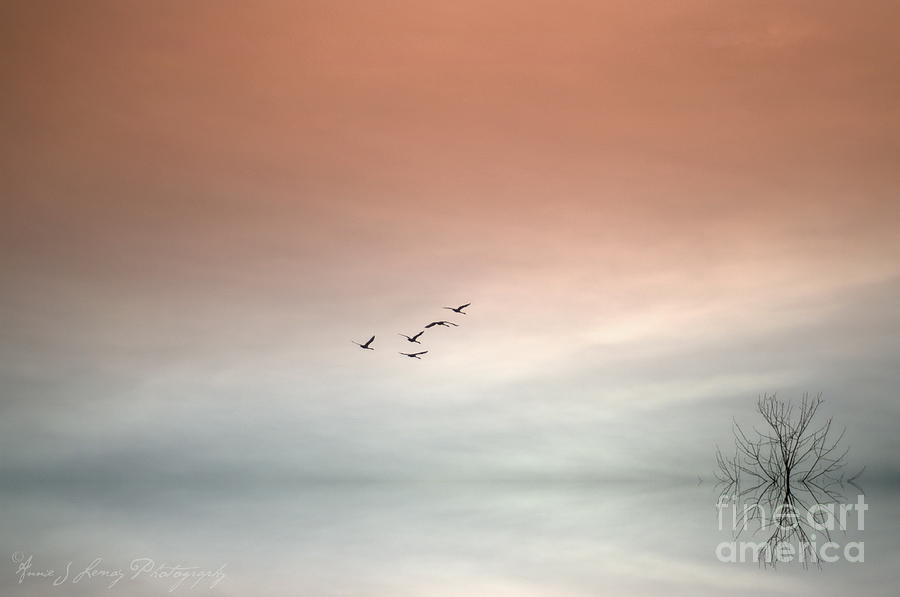 Swan Photograph - Flight of the Swans by Annie Lemay