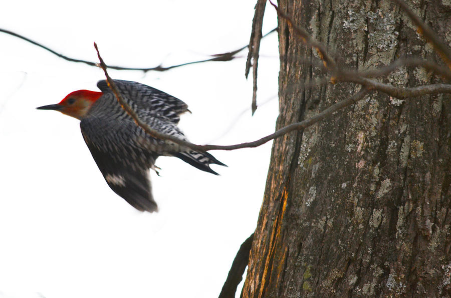 Flight of the Woodpecker Photograph by Brian Stevens