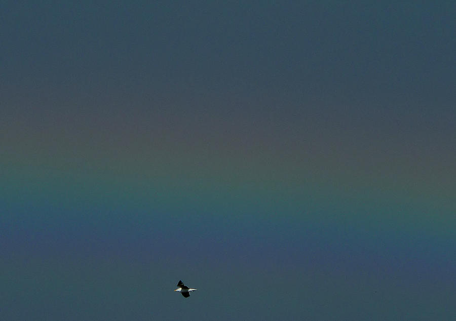 Flight Spectrum Photograph by Baato Flight Spectrum Photograph by Baato