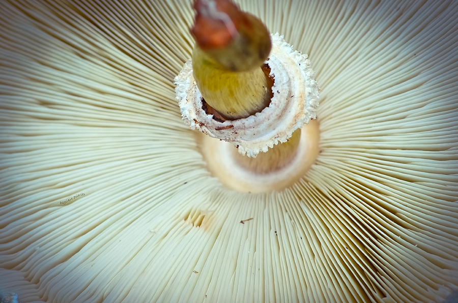 Flippin Shroom Photograph by DigiArt Diaries by Vicky B Fuller
