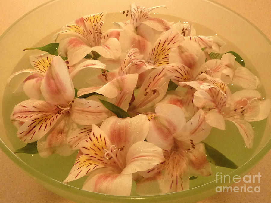 Floating Alstroemerias - Warm And Sensual Photograph by Lucyna A M Green