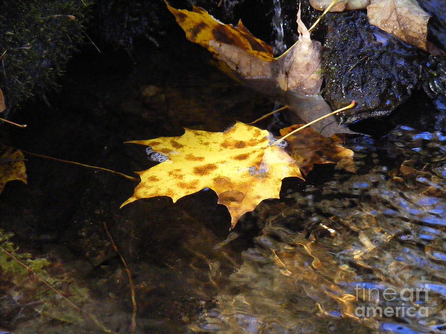 Floating Autumn Photograph by Mariah Stone - Fine Art America