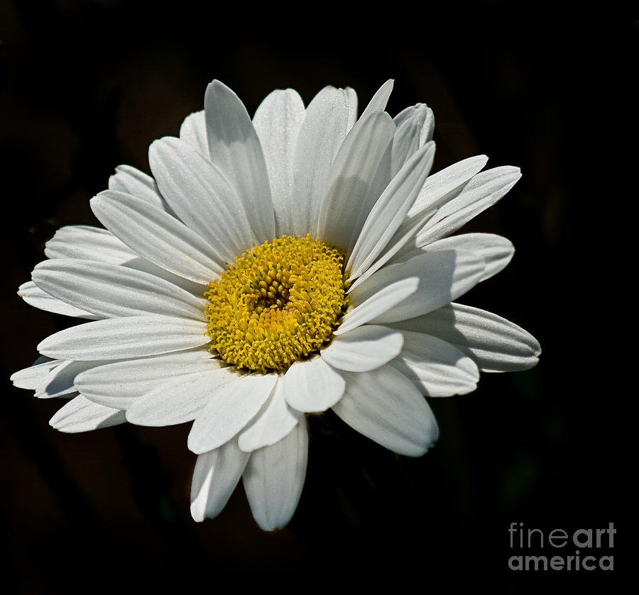 Floating Daisy Photograph by Robert Bales