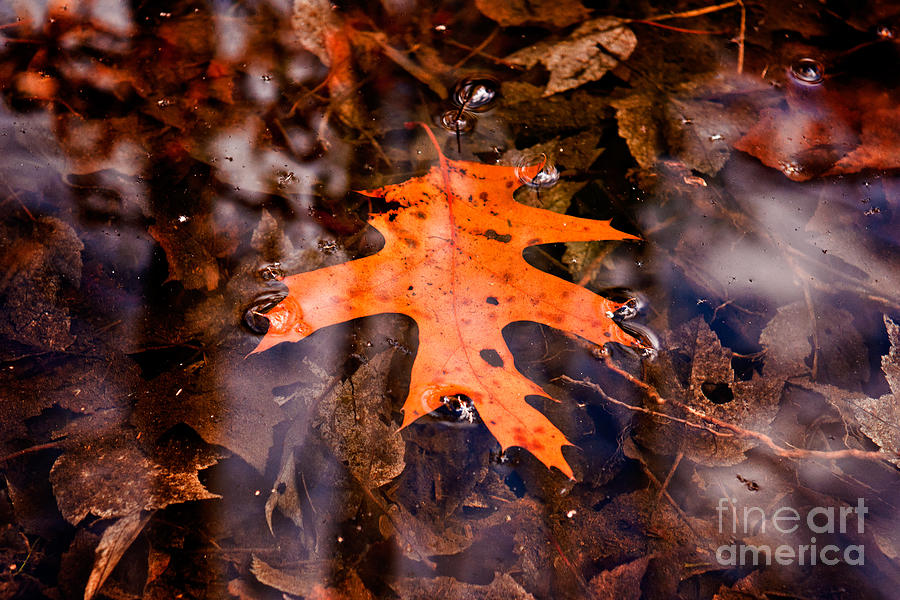 Floating Fall Leaf Photograph by Venura Herath