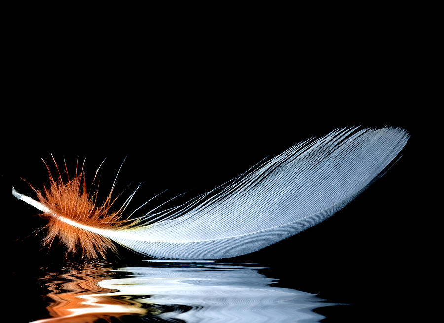 Floating Feather Photograph by Jean Noren