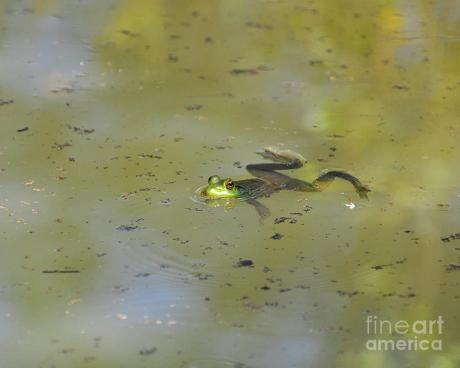 Animal Photograph - Floating Frog by Al Powell Photography USA