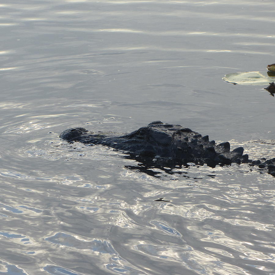Jaws Photograph - Floating Gator by Cathy Lindsey