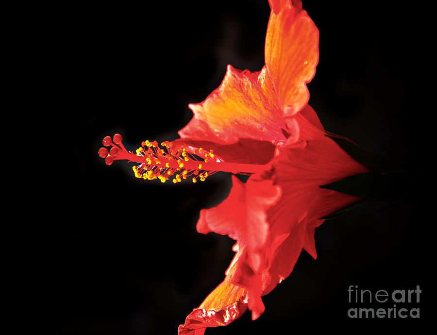 Floating Hibiscus Photograph by Robert Bales