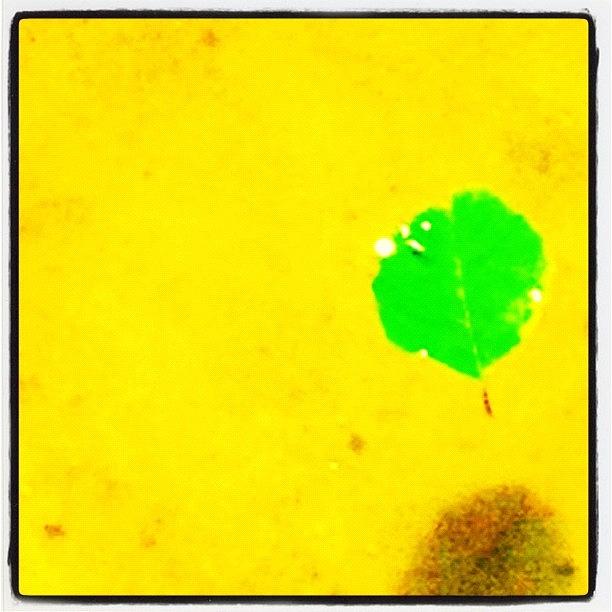 Inl Photograph - Floating Leaf And Shadow by Kim Cafri