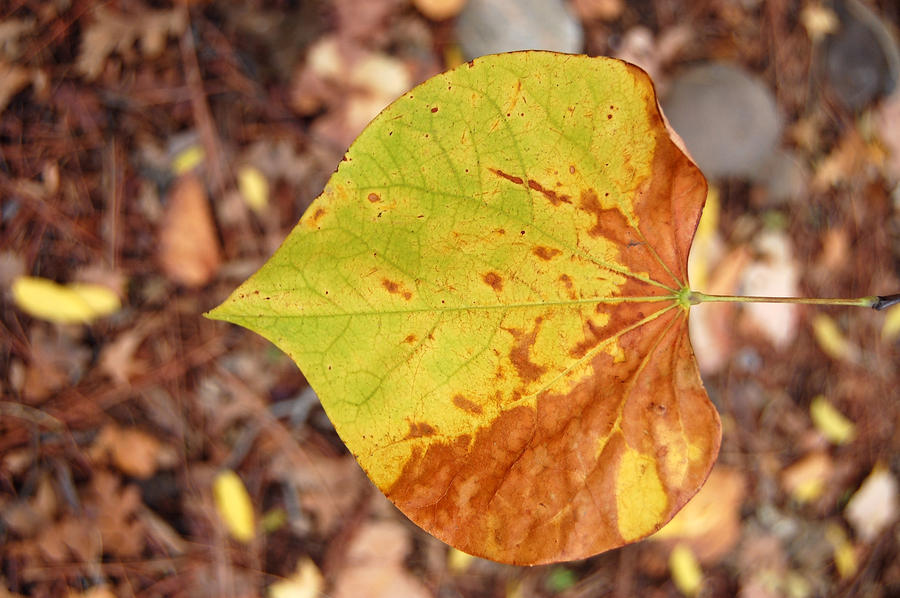 Floating Leaf Photograph by Holly Blunkall