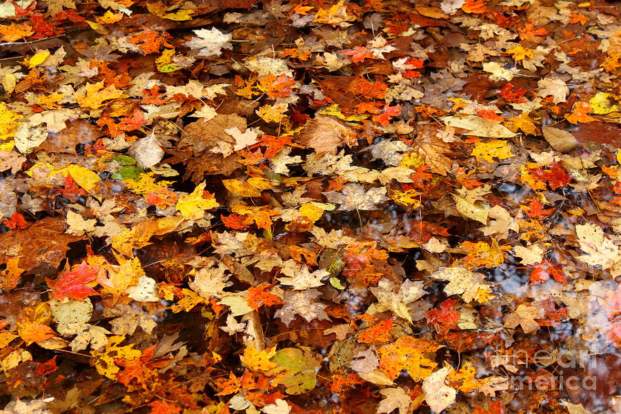 Floating Leaves Photograph by Bryan Noll Fine Art America