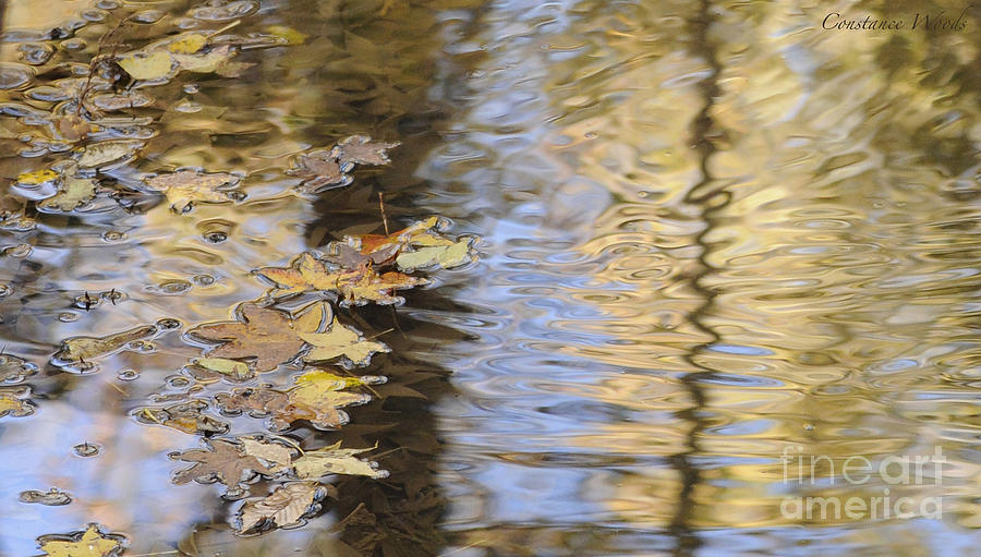 Floating Leaves Photograph by Constance Woods