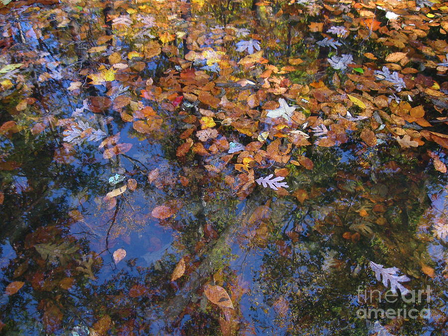 Floating Leaves  Photograph by Nancy Patterson