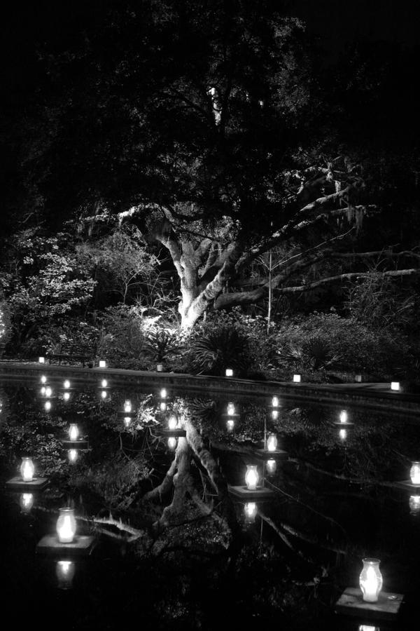 Tree Photograph - Floating Lights by Abby Smith