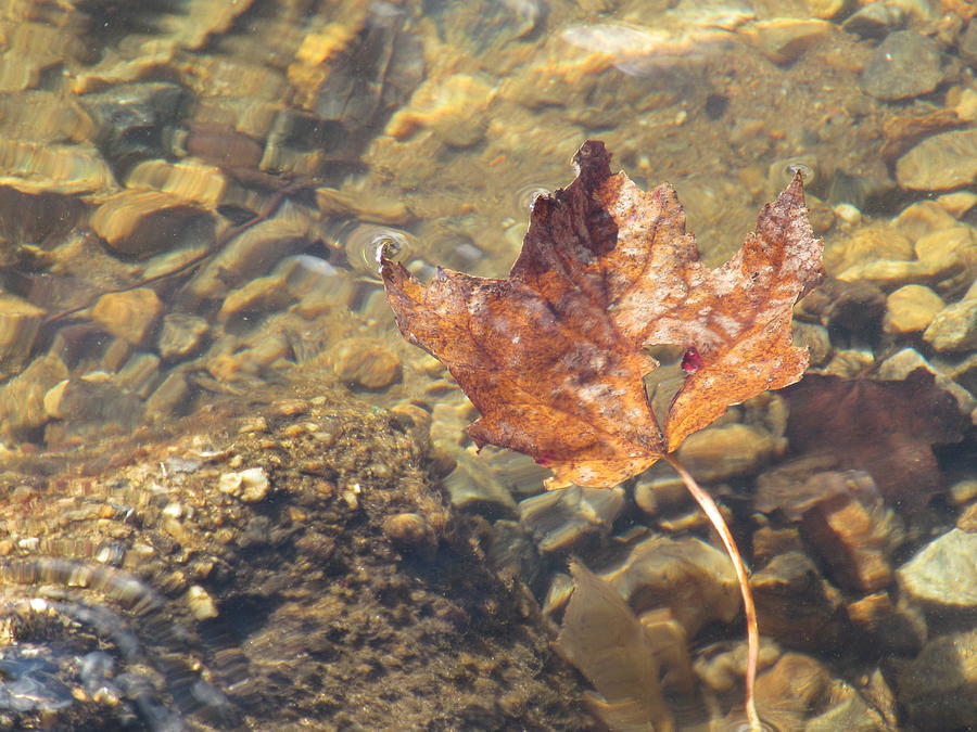 Floating Maple Leaf Photograph by Loretta Pokorny