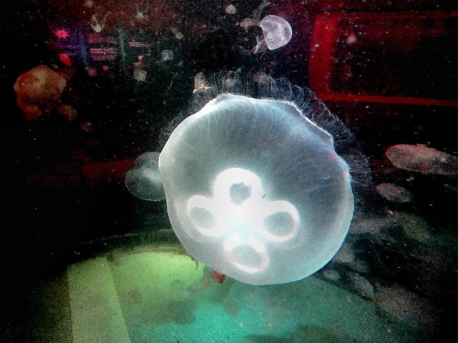 Floating Pearl Digital Art by Barkley Simpson