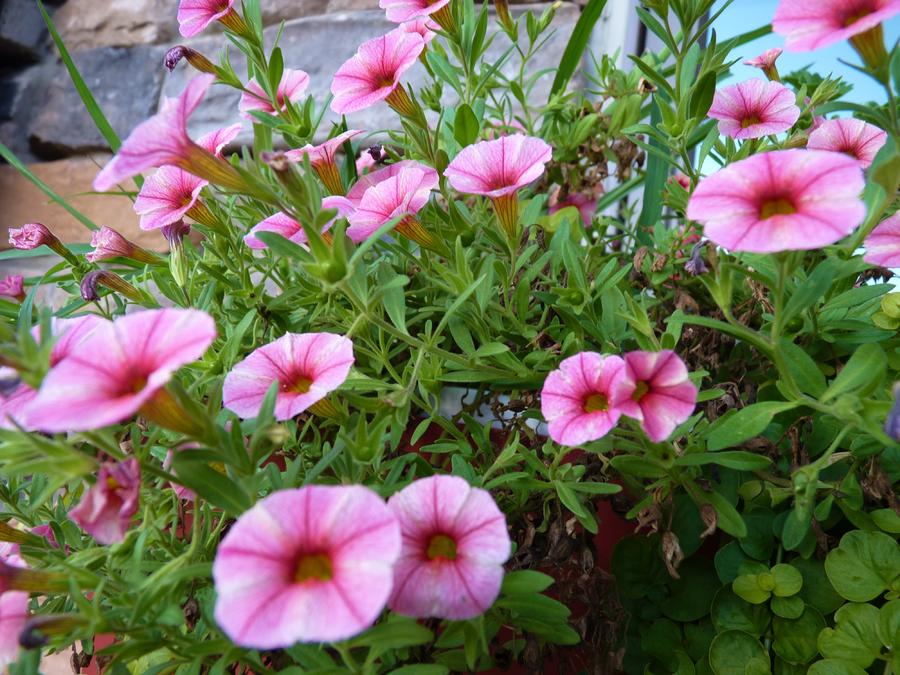 Floating Petunias Photograph by Jeanette Oberholtzer