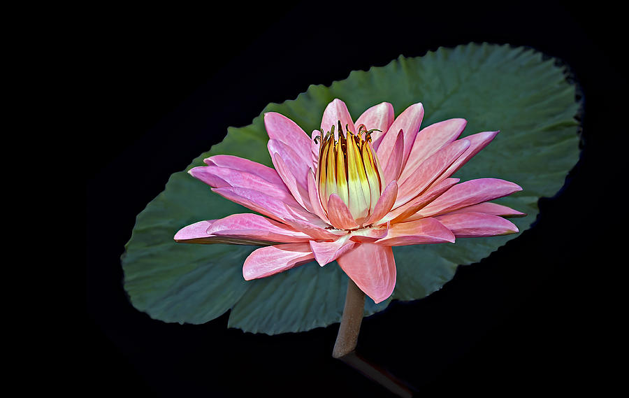 Flower Photograph - Floating Water Lily by Susan Candelario