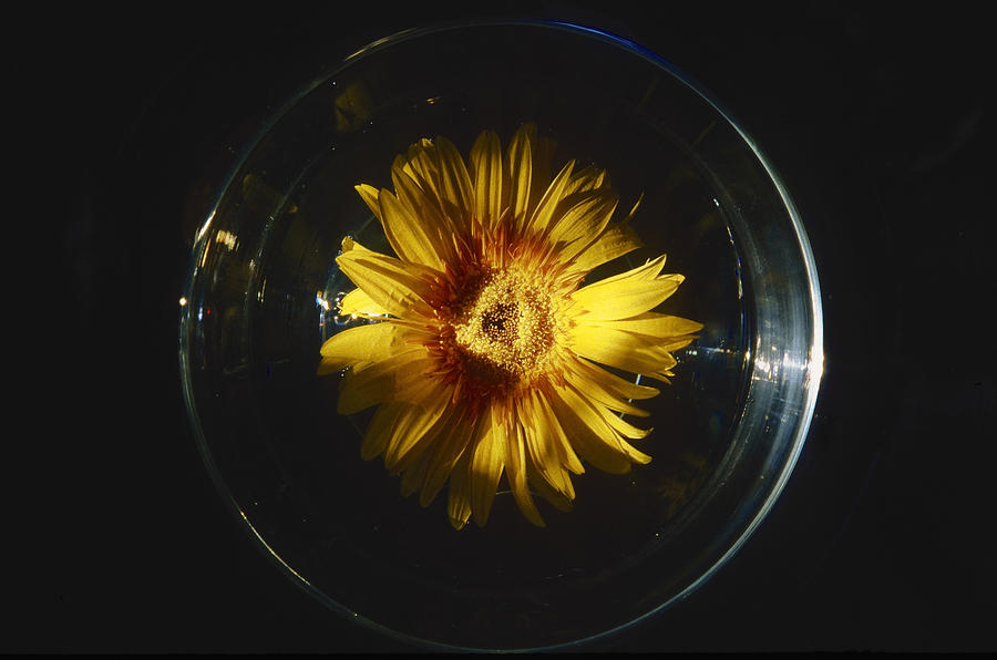 Flower Photograph - Floatting flower by Patrick Kessler
