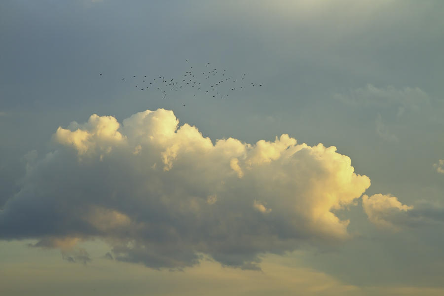 Flock of Bird Near Clouds At Sunset Fine Art Print Photograph by Keith Webber Jr