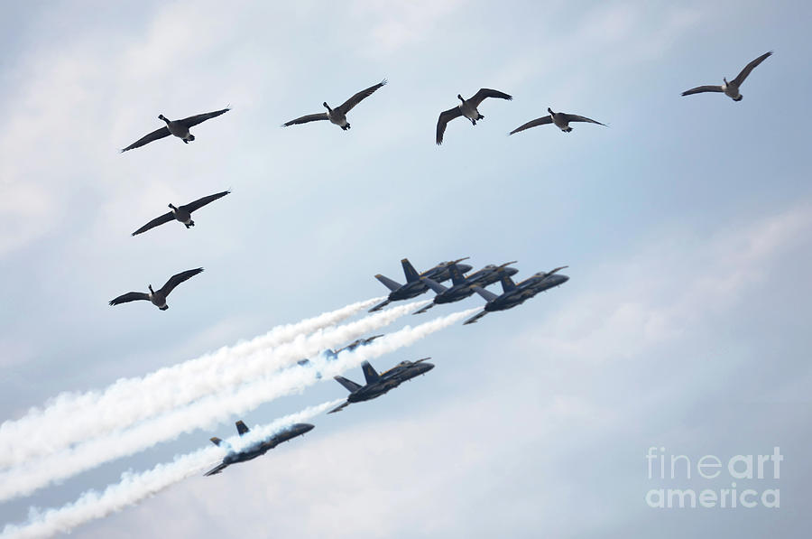 Geese Photograph - Flock of Canada Geese at Air Show by Maxim Images Exquisite Prints