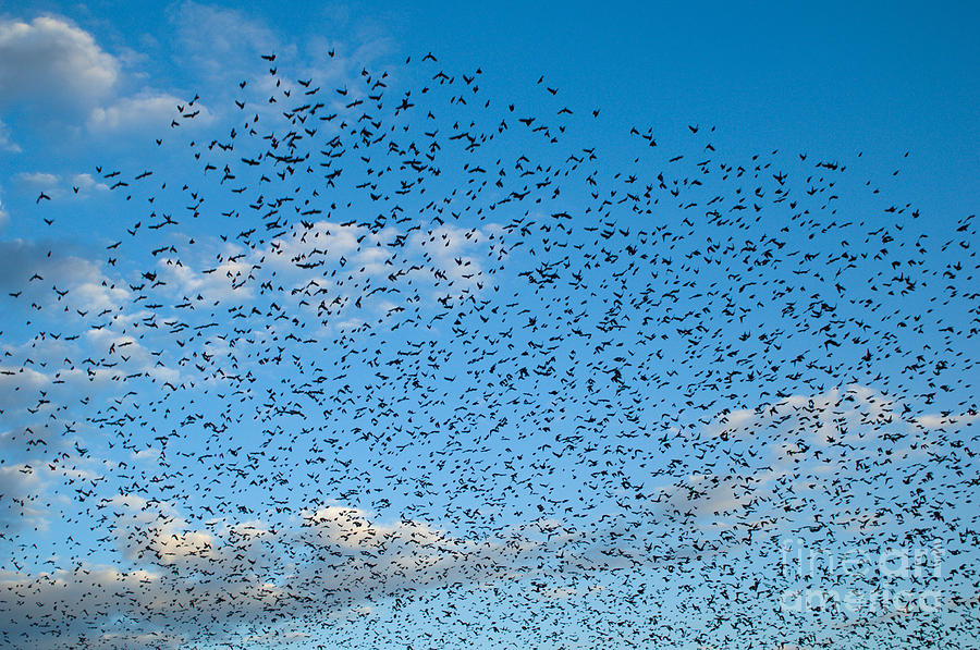 Flock Of Cowbirds Molothrus Ater Photograph by Raul Gonzalez Perez ...