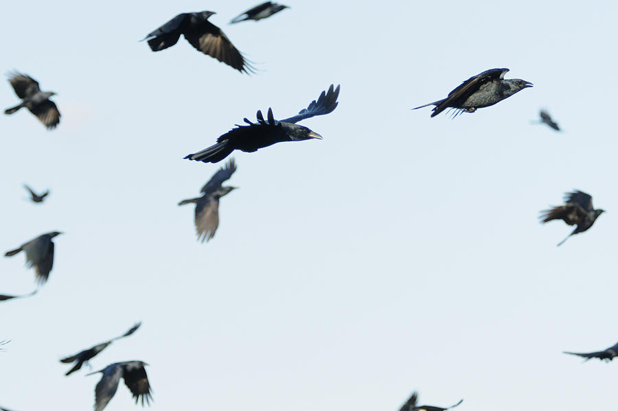 Flock of crows Photograph by Bradford Martin