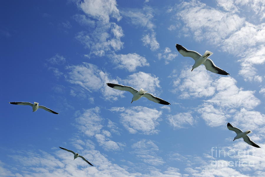 Nature Photograph - Flock of five Seagulls flying in the sky by Sami Sarkis