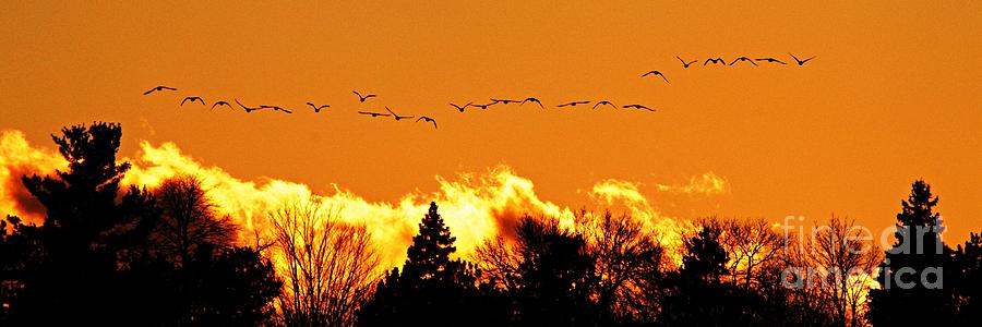 Flock of Geese at Sunset - 2 Photograph by Larry Ricker