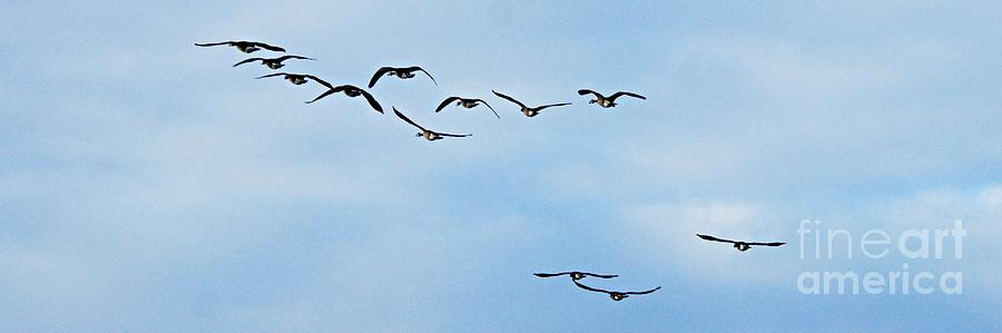 Flock of Geese in Flight Photograph by Larry Ricker
