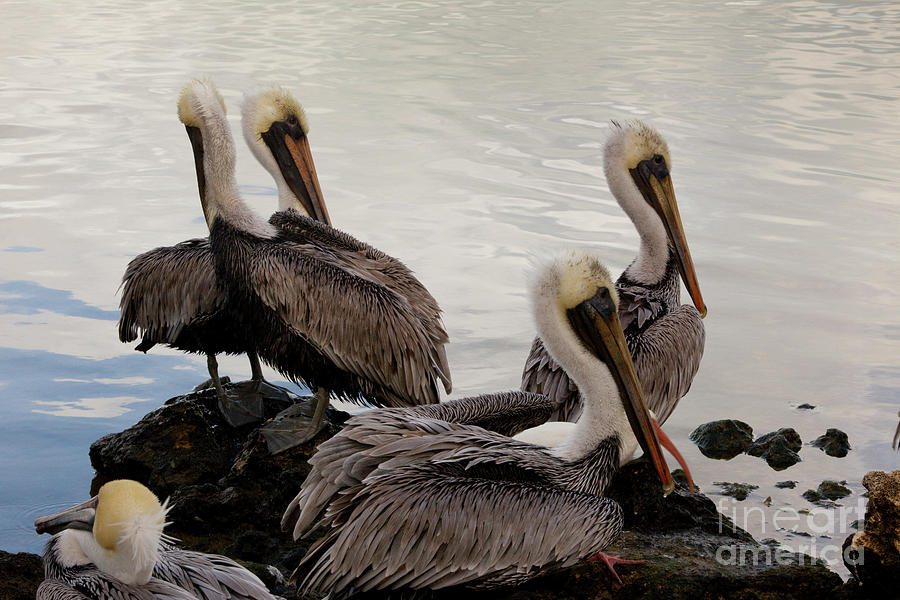 Nature Photograph - Flock of Pelicans by Keith Kapple