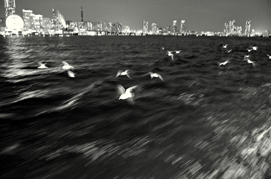 Flock of Seagulls Abstract Photograph by Dean Harte