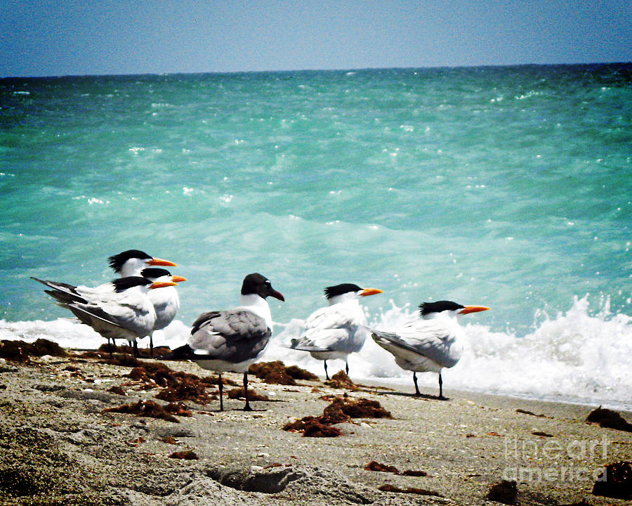 Flock of Terns - Vanilla Pop Photograph by Chris Andruskiewicz
