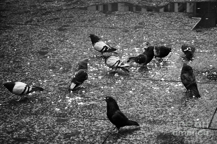 Flock Of Urban Pigeons Eating Bread Thrown Down On Glasgow Street ...