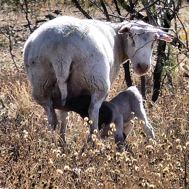 Sheep Photograph - #flock #sheep #lamb #ranch #texas by J Z