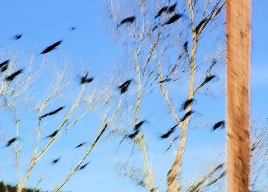 Crow Photograph - Flocking Crows by Viktor Savchenko