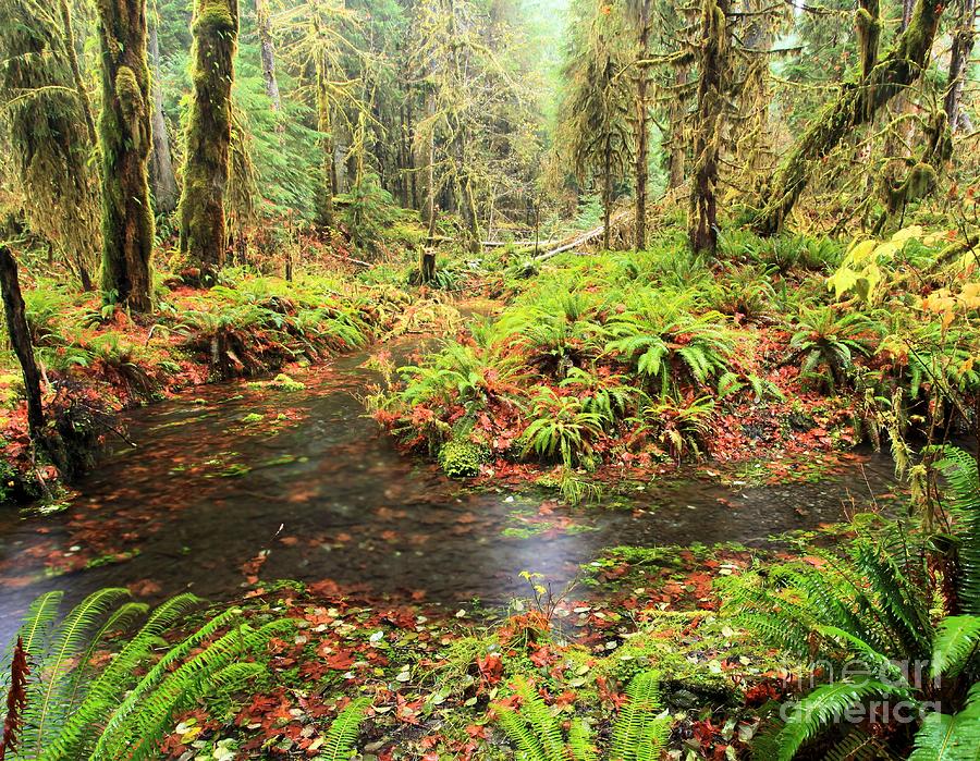 Flood In The Forest Photograph by Adam Jewell