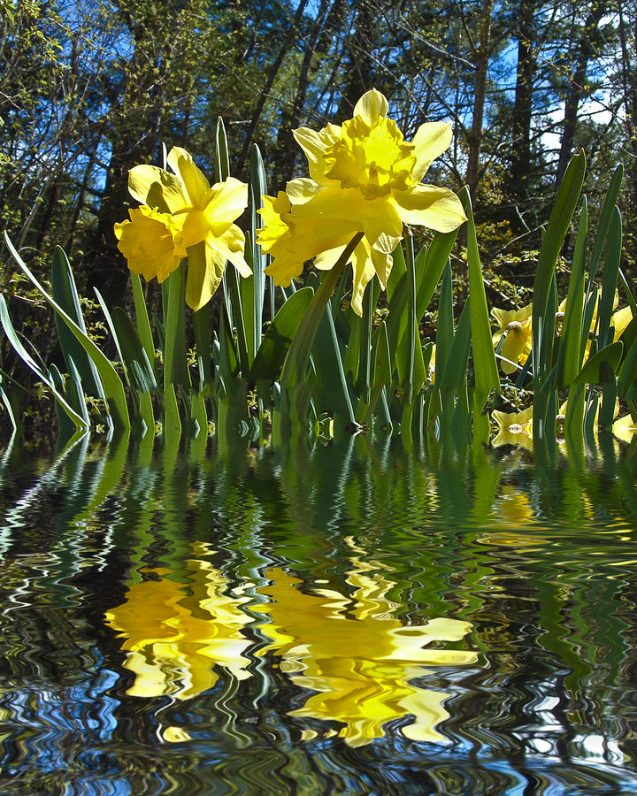 Flooded Daffodils Photograph by Bill Barber