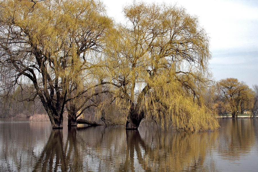 Flooded Trees Photograph by Richard Gregurich